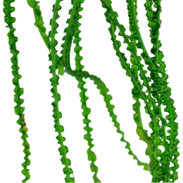 Crinum calamistratum (kiharakriinumi)