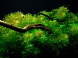 Myriophyllum mattogrossense (sulka&auml;rvi&auml;)