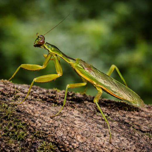 Afrikkalainen kukkarukoilijasirkka (Galinthias amoena)
