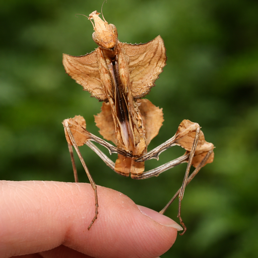 Liuskarukoilijasirkka (Idolomantis diabolica)