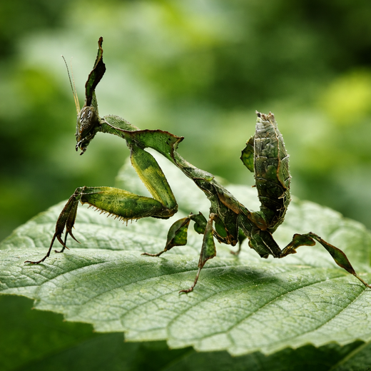 Phyllocrania paradoxa (Ghost Mantis)