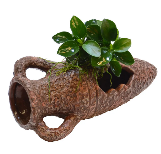 **UUTUUS** Anubias barteri var. nana magrove ruukussa (k&auml;&auml;pi&ouml;keih&auml;slehti)