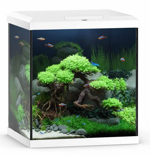 Juwel Vio Cube 54litraa