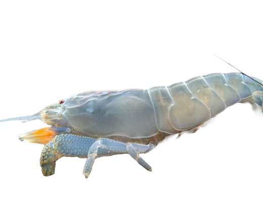 Siniharjarapu (Atya gabonensis)