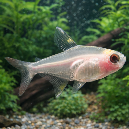 Intiaaninsulka albino (Pristella maxillaris)
