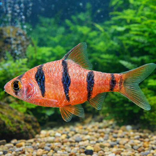 Kuusiraitabarbi (Desmopuntius hexazona)