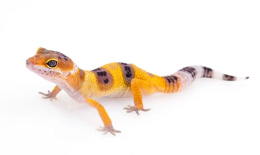 Leopardigekko  tangerine (Eublepharis macularius)