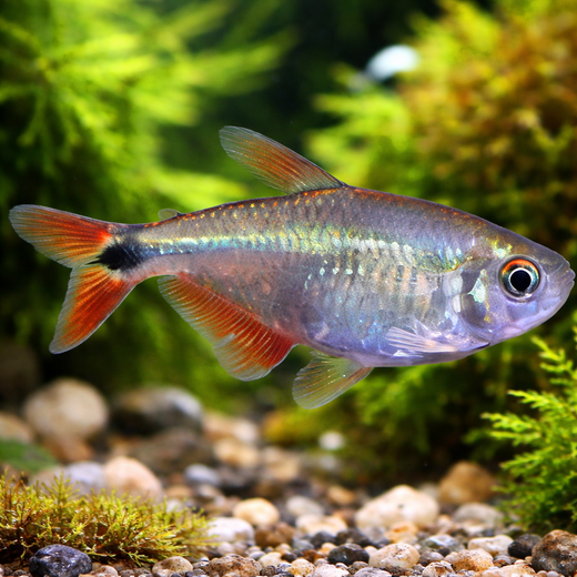 Lipputetra (Psalidodon anistsi)