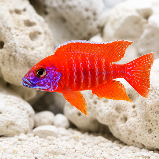 Aulonocara sp. rubin red 4-5cm