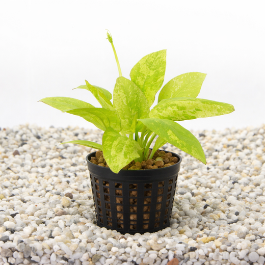 Echinodorus Cordifolius 'marble Queen' (Miekkalehti-laji)
