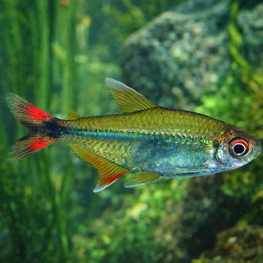 Bonita Tetra (Moenkhausia bonita)