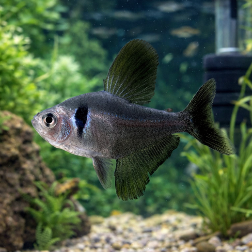 Musta-aavetetra (Megalamphodus megalopterus)