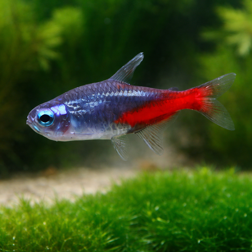Neontetra timantti (Paracheirodon innesi diamond)