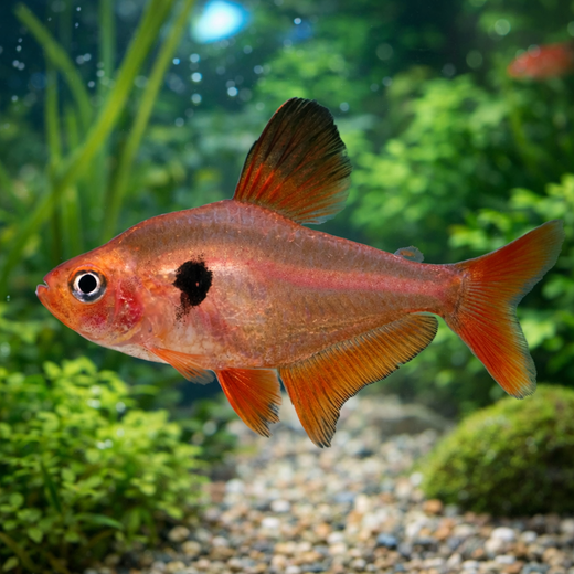 Pikkutetra (Hyphessobrycon eques)