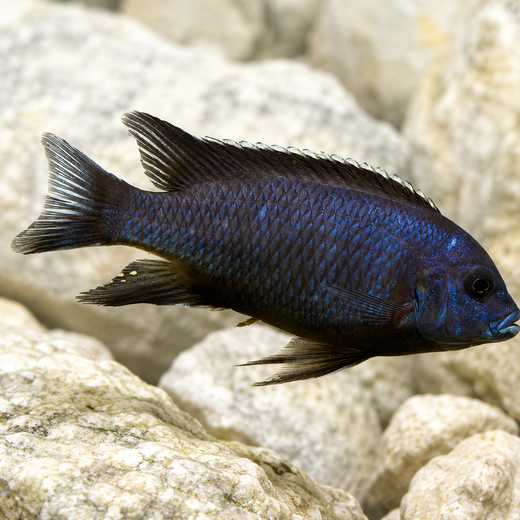 Pseudotropheus acei ngara 4-5cm