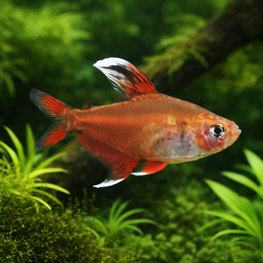 Ruusutetra (Megalamphodus rosaceus)