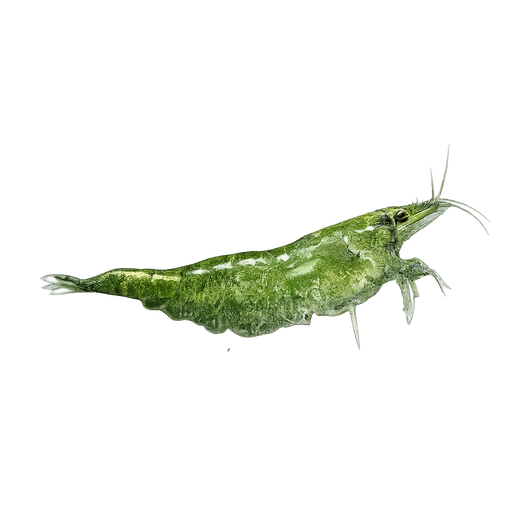 Sukarapu Green Fire (Neocaridina davidi)