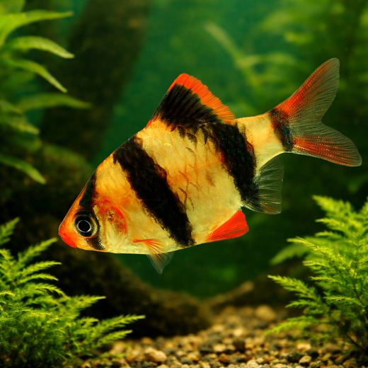 Tiikeribarbi (Puntigrus tetrazona)