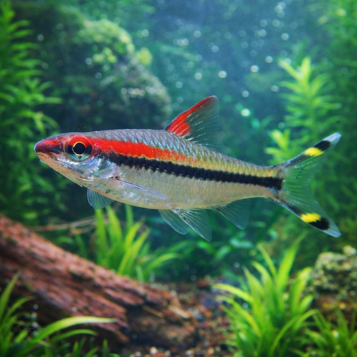 Tulijuovabarbi (Sahyadria denisonii)